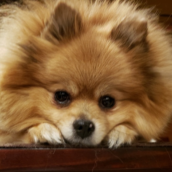 Meet your Posher, Lisa - Picture 1 of 1